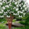 Natchez White Crape Myrtle - 3 Gallon Pot -Garden Plant Seeds lagerstroemia indica natchez crape20myrtle tree 50