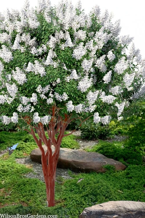 Natchez White Crape Myrtle - 6 Pack Of 1 Gallon Pots 3 Natchez White Crape Myrtle - 6 Pack Of 1 Gallon Pots