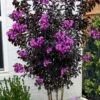 Black Diamond 'Purely Purple' Crape Myrtle - 3 Gallon Pot 2 Black Diamond 'Purely Purple' Crape Myrtle - 3 Gallon Pot -Garden Plant Seeds lagerstroemia indica purely purple black diamond crape myrtle 2 1