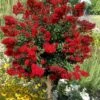 Red Rooster Crape Myrtle Tree (Single Trunk) - 3 Gallon Pot 2 Red Rooster Crape Myrtle Tree (Single Trunk) - 3 Gallon Pot -Garden Plant Seeds lagerstroemia indica red rooster crape myrtle single trunk tree 1