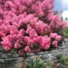 Sioux Pink Crape Myrtle Tree (Single Trunk) - 5 Gallon Pot 2 Sioux Pink Crape Myrtle Tree (Single Trunk) - 5 Gallon Pot -Garden Plant Seeds lagerstroemia indica sioux crape myrtle standard single trunk 1