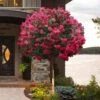 Tonto Red Crape Myrtle - Single Trunk Topiary Tree - 5 Gallon Pot -Garden Plant Seeds lagerstroemia indica tonto crape myrtle tree form standard 2