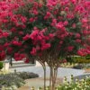 Tuscarora Watermelon Red Crape Myrtle - 1 Gallon Pot -Garden Plant Seeds lagerstroemia indica tuscarora 101