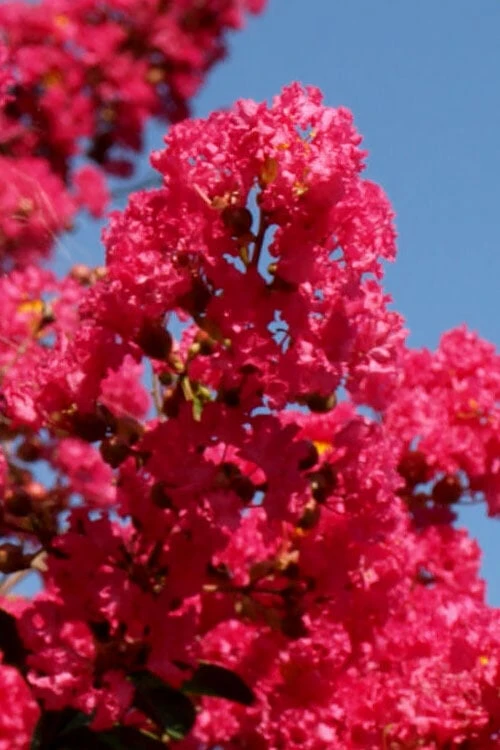 Tuskegee Crape Myrtle - 6 Pack Of 1 Gallon Pots 6 Tuskegee Crape Myrtle - 6 Pack Of 1 Gallon Pots - Image 4