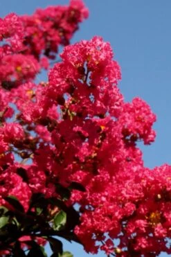 Tuskegee Crape Myrtle - 1 Gallon Pot 13 Tuskegee Crape Myrtle - 1 Gallon Pot -Garden Plant Seeds lagerstroemia indica tuskeegee crape myrtle tree 2