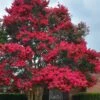 Tuskegee Crape Myrtle - 6 Pack Of 1 Gallon Pots 2 Tuskegee Crape Myrtle - 6 Pack Of 1 Gallon Pots -Garden Plant Seeds lagerstroemia indica tuskeegee crape myrtle tree 3 1