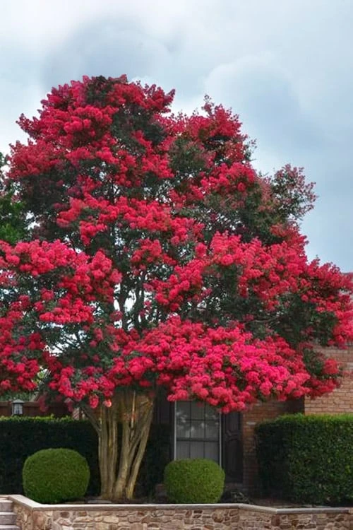 Tuskegee Crape Myrtle - 1 Gallon Pot 3 Tuskegee Crape Myrtle - 1 Gallon Pot