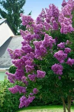 Twilight Purple Crape Myrtle (Single Trunk Tree) - 3 Gallon Pot -Garden Plant Seeds lagerstroemia indica twilight purple crape myrtle tree 1