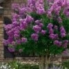 Twilight Purple Crape Myrtle - 5 Gallon Pot -Garden Plant Seeds lagerstroemia indica twilight purple crape myrtle tree 101