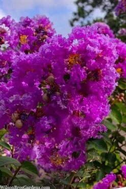Twilight Purple Crape Myrtle - 5 Gallon Pot -Garden Plant Seeds lagerstroemia indica twilight purple crape myrtle tree 103 1