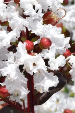 Lunar Magic Crape Myrtle Tree (Single Trunk) - 7 Gallon Pot (5-6') -Garden Plant Seeds lagerstroemia lunar magic single trunk white crape myrtle tree 2