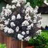 Lunar Magic Crape Myrtle Tree (Single Trunk) - 7 Gallon Pot (5-6') -Garden Plant Seeds lagerstroemia lunar magic single trunk white crape myrtle tree 5