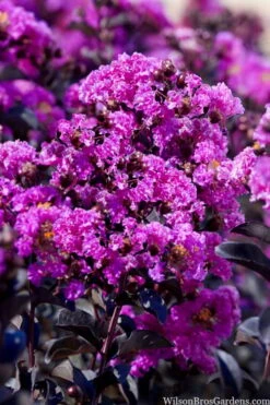 Black Diamond 'Purely Purple' Crape Myrtle - 3 Gallon Pot -Garden Plant Seeds lagestroemia indica purely purple black diamond crape myrtle 1 1