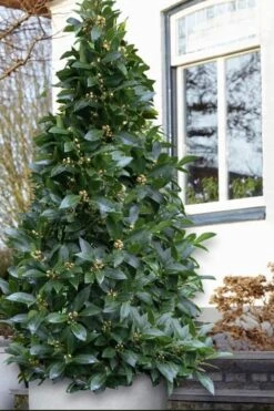Bay Laurel (Sweet Bay) - Laurus Nobilis - 2 Gallon Pot
