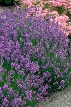Munstead English Lavender - 6 Pack Of Pint Pots -Garden Plant Seeds lavandula angustifolia munstead english lavender 3