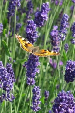 Munstead English Lavender - 6 Pack Of Pint Pots -Garden Plant Seeds lavandula angustifolia munstead english lavender 4
