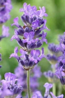Munstead English Lavender - 6 Pack Of Pint Pots -Garden Plant Seeds lavandula angustifolia munstead english lavender 5