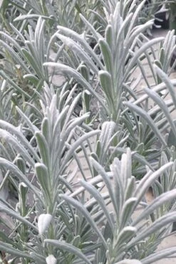 Sensational Lavender - 5 Pack Of Quart Pots 11 Sensational Lavender - 5 Pack Of Quart Pots -Garden Plant Seeds lavender intermedia sensational 1