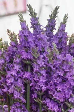 Sensational Lavender - 5 Pack Of Quart Pots 13 Sensational Lavender - 5 Pack Of Quart Pots -Garden Plant Seeds lavender intermedia sensational 2