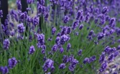 Sweet Romance English Lavender Plant - 1 Gallon Pot -Garden Plant Seeds lavendula angustifolia sweet romance lavender 3
