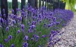Sweet Romance English Lavender Plant - 1 Gallon Pot -Garden Plant Seeds lavendula angustifolia sweet romance lavender 4