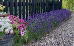 Sweet Romance English Lavender Plant - 1 Gallon Pot -Garden Plant Seeds lavendula angustifolia sweet romance lavender 5