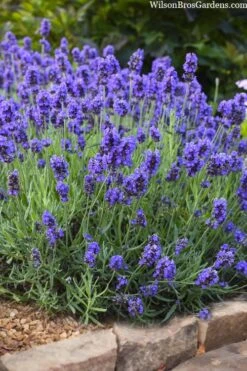 Sweet Romance English Lavender Plant - 1 Gallon Pot -Garden Plant Seeds lavendula angustifolia sweet romance lavender 6