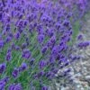 Sweet Romance English Lavender Plant - 1 Gallon Pot -Garden Plant Seeds lavendula angustifolia sweet romance lavender 7