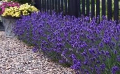 Sweet Romance English Lavender Plant - 1 Gallon Pot -Garden Plant Seeds lavendula angustifolia sweet romance lavender 8