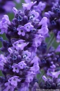 Sweet Romance English Lavender Plant - 1 Gallon Pot -Garden Plant Seeds lavendula angustifolia sweet romance lavender 9