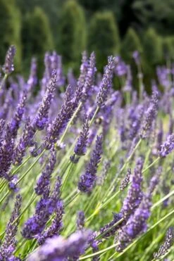 Grosso Lavender - 10" Patio Pot -Garden Plant Seeds lavendula intermedia grosso french lavender 2