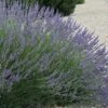 Grosso Lavender - 10" Patio Pot -Garden Plant Seeds lavendula intermedia grosso french lavender 3