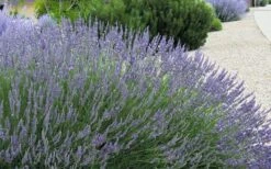 Grosso Lavender - 10" Patio Pot -Garden Plant Seeds lavendula intermedia grosso french lavender 4