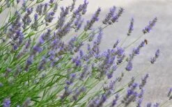 Grosso Lavender - 10" Patio Pot -Garden Plant Seeds lavendula intermedia grosso lavender 1