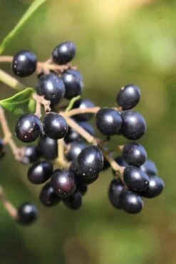 Waxleaf Ligustrum - 6 Pack Of 1 Gallon Pots -Garden Plant Seeds ligustrum japonicum waxleaf privet 2