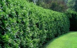 Waxleaf Ligustrum - 6 Pack Of 1 Gallon Pots -Garden Plant Seeds ligustrum japonicum waxleaf privet 4