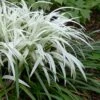 Okina Liriope (Frosted Monkey Grass) - 1 Gallon Pot -Garden Plant Seeds liriope muscari okina lilyturf 1