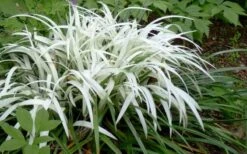 Okina Liriope (Frosted Monkey Grass) - 1 Gallon Pot -Garden Plant Seeds liriope muscari okina lilyturf 2