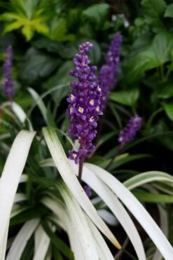 Okina Liriope (Frosted Monkey Grass) - 1 Gallon Pot -Garden Plant Seeds liriope muscari okina lilyturf 4