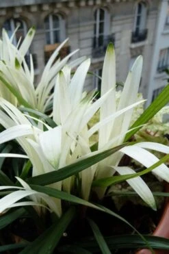 Okina Liriope (Frosted Monkey Grass) - 1 Gallon Pot -Garden Plant Seeds liriope muscari okina lilyturf 5