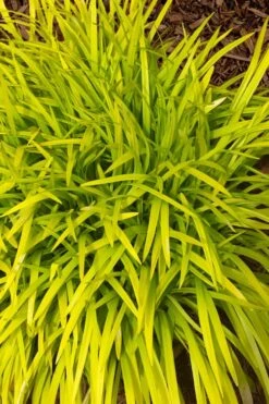 Gold Ingot Liriope (Golden Lilyturf) - 6 Pack Of 1 Gallon Pots -Garden Plant Seeds liriope muscari peedee ingot golden lilyturf 11