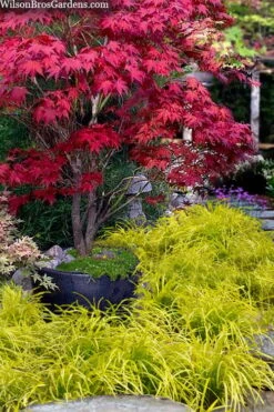 Gold Ingot Liriope (Golden Lilyturf) - 6 Pack Of 1 Gallon Pots -Garden Plant Seeds liriope muscari peedee ingot golden lilyturf 5