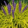 Gold Ingot Liriope (Golden Lilyturf) - 6 Pack Of 1 Gallon Pots -Garden Plant Seeds liriope muscari peedee ingot golden lilyturf 6