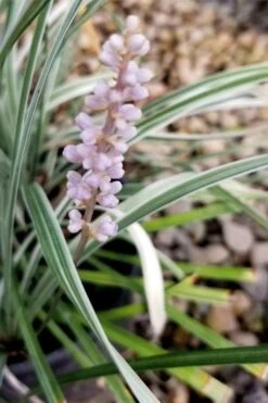 Silver Dragon Liriope - Lilyturf - 18 Count Flats Of Pint Pots -Garden Plant Seeds liriope spicata silver dragon lilyturf 100 1
