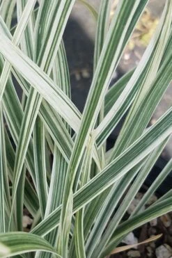 Silver Dragon Liriope - Lilyturf - 18 Count Flats Of Pint Pots -Garden Plant Seeds liriope spicata silver dragon lilyturf 101 1