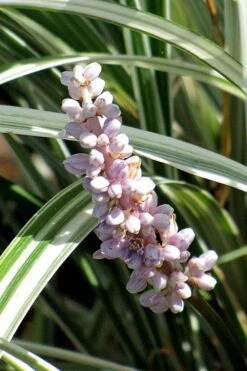 Silver Dragon Liriope - Lilyturf - 6 Pack Of Pint Pots -Garden Plant Seeds liriope spicata silver dragon lilyturf 102