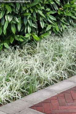 Silver Dragon Liriope - Lilyturf - 18 Count Flats Of Pint Pots -Garden Plant Seeds liriope spicata silver dragon lilyturf 106 1