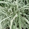 Silver Dragon Liriope - Lilyturf - 18 Count Flats Of Pint Pots -Garden Plant Seeds liriope spicata silver dragon lilyturf 107 1