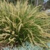 Katrinus Deluxe Lomandra - 1 Gallon Pot -Garden Plant Seeds lomandra longifolia katrinus deluxe 1