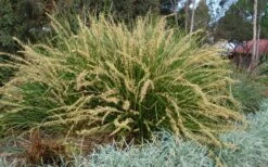 Katrinus Deluxe Lomandra - 1 Gallon Pot 10 Katrinus Deluxe Lomandra - 1 Gallon Pot -Garden Plant Seeds lomandra longifolia katrinus deluxe 2